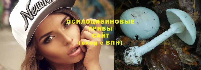 Галлюциногенные грибы Psilocybe Голицыно